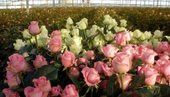 Выращивание цветов в теплице как бизнес: нюансы открытия и ведения